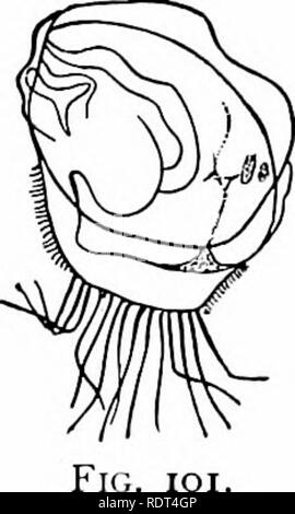 . Ersten Unterricht in der Zoologie. Zoologie. FlG. lOO. Abb. ioo. - Die östliche Auster, "Ostrea i&gt; irginiana. (Ein Drittel natürliche Größe; nach pliotograph von W. H. C. Pynclion.) Abb. ioi. - Junge Auster. (Stark vergrößert; nach Krooks.) repressive Name von Muscheln. Alle diese Tiere, die mit dem frischen Wasser Muscheln und den Teich und Land Schnecken machen den Zweig der Alollusca, haben eine weiche, SAC-wie Körper, nicht auf die Strahlen wie die Seesterne noch auf den segmentierten Plan wie die Insekten gebaut, aber auf dem Plan gut von der Schnecke dargestellt. Der Körper ist pro-randzone von einer Firma Shell von Karbonat von Li Stockfoto