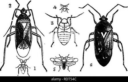 . Mein Garten, seinen Plan und Kultur zusammen mit einer allgemeinen Beschreibung der Geologie, Botanik und Naturgeschichte. Im Garten arbeiten. HEMIPTERA. 473 Die Pentatoma oleaceiim (Abb. 1044) ist ein weiteres Werk, ein Insekt, das oft bemerkt wird auf Pflanzen. Die Familie der Aphides ist schädlich für den Gärtner. Einige leben auf die Blätter der Pflanzen, und ihre Säfte saugen. Andere Arten, wie die Eiche Aphis, live an den Stämmen von Bäumen, die Sie durchbohren, und ihre Säfte saugen. Einige leben auf den Oberseiten der jungen Triebe, wie die Rose. Bitte beachten Sie, dass diese Bilder extrahiert werden aus der gescannten Seite Bilder, die haben können Stockfoto