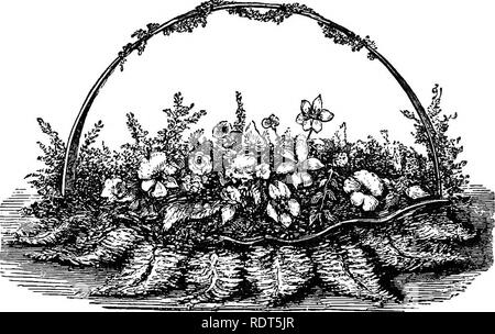 . Die neue praktische Fenster Gärtner; werden praktische Hinweise für den Anbau von Blumen und Grünpflanzen in Fenstern und verglasten Fälle, und die Anordnung der Pflanzen und Blumen für die Verschönerung des Haushalts. Fenster - Gartenarbeit. 168 florale Dekoration der Säle, Hallen,^ C. Kales; ihre schönen crisped und gewellte Blätter sind die begehrtesten und handliche Bits von Laub wir während den Wintermonaten kommen kann. Auch die Feldwege und Hedge Zeilen, fast das ganze Jahr reichlich mit hervorragenden Materialien für dekorative Zwecke, nur die Hand des Geschmacks, um sie zu ordnen, die properl Stockfoto