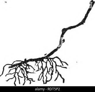 . Amateur Obst wächst. Ein praktischer Führer für den Anbau von Obst für die Verwendung zu Hause und den Markt. Mit besonderem Bezug auf den kälteren Klimata geschrieben. Obst - Kultur. . Bitte beachten Sie, dass diese Bilder sind von der gescannten Seite Bilder, die digital für die Lesbarkeit verbessert haben mögen - Färbung und Aussehen dieser Abbildungen können nicht perfekt dem Original ähneln. extrahiert. Grün, Samuel B. (Samuel Bowdlear), 1859-1910. St. Paul, Minn., Webb Verlag Stockfoto