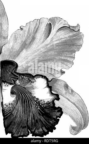 . Die Orchidee - Handbuch des Erzeugers, mit Beschreibungen der besten Arten und Sorten von knabenkrautgewächse in Anbau... Orchideen. y HARDYANA. C^'", v/^; i; n (/ - Iri" '/f'0. Bitte beachten Sie, dass diese Bilder sind von der gescannten Seite Bilder, die digital für die Lesbarkeit verbessert haben mögen - Färbung und Aussehen dieser Abbildungen können nicht perfekt dem Original ähneln. extrahiert. Williams, Benjamin Samuel, 1822-1890; Williams, Henry. London, Victoria und Paradies Baumschulen Stockfoto