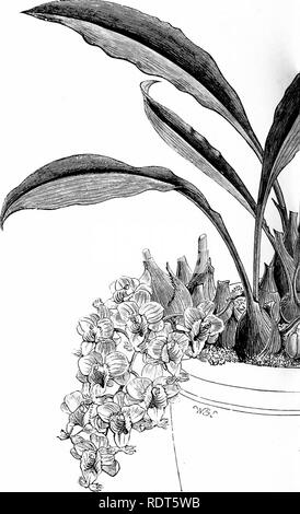 . Die Orchidee - Handbuch des Erzeugers, mit Beschreibungen der besten Arten und Sorten von knabenkrautgewächse in Anbau... Orchideen. (Von CATASETL tlio Uari. Bitte beachten Sie, dass diese Bilder sind von der gescannten Seite Bilder, die digital für die Lesbarkeit verbessert haben mögen - Färbung und Aussehen dieser Abbildungen können nicht perfekt dem Original ähneln. extrahiert. Williams, Benjamin Samuel, 1822-1890; Williams, Henry. London, Victoria und Paradies Baumschulen Stockfoto