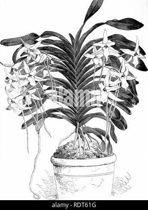 . Die Orchidee - Handbuch des Erzeugers, mit Beschreibungen der besten Arten und Sorten von knabenkrautgewächse in Anbau... Orchideen. .^n. ANGRAECUM SESQUIPEDALE. (Fvom (liinlrm-Rs ('i, i; ni irJr.). Bitte beachten Sie, dass diese Bilder sind von der gescannten Seite Bilder, die digital für die Lesbarkeit verbessert haben mögen - Färbung und Aussehen dieser Abbildungen können nicht perfekt dem Original ähneln. extrahiert. Williams, Benjamin Samuel, 1822-1890; Williams, Henry. London, Victoria und Paradies Baumschulen Stockfoto