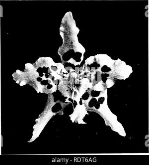. Die orchidee Stud-book: eine Aufzählung von hybriden Orchideen der künstlichen Ursprungs, mit ihren Eltern, Erbauer, Datum der ersten Blüte, Verweisen auf Beschreibungen und Abbildungen und synonymie. Mit einer historischen Einführung und 120 Zahlen und ein Kapitel über die Züchtung und die Orchideen aus Samen. Orchideen. Teil II. Suppl.] DIE ORCHIDEE STUD-BOOK. 291 16 w. 0. X Oberthuri (x Adrians x harvengtense), J. S. ES. Fr. 1907, 337. - Beranek, 1907. Die oben ist der aufgezeichnete Abstammung, aber M. Duval schlägt O. sceptrum als der zweite Elternteil. * 16 g. 0. X Ossultoni (Nobile x spectabile), O.K. 1905, 189; 1907,171 ( Stockfoto