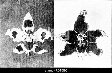 . Die orchidee Stud-book: eine Aufzählung von hybriden Orchideen der künstlichen Ursprungs, mit ihren Eltern, Erbauer, Datum der ersten Blüte, Verweisen auf Beschreibungen und Abbildungen und synonymie. Mit einer historischen Einführung und 120 Zahlen und ein Kapitel über die Züchtung und die Orchideen aus Samen. Orchideen. 284 DIE ORCHIDEE STUD-BOOK. [Teil II. Snpp/. • O. x Eximium, O.K. 1907, 209, m. 24; 210 (v. König Edward); Rep. R.H.S. Conf. Genet. 247, 268,- vuylsteke. O. x coeriileum, O.P. 1907, 178, 209, 210, w. 25.- vuylsteke. Die Geschichte dieser Hybride wurde verwirrt, wegen der Abwesenheit von Datensätzen Stockfoto