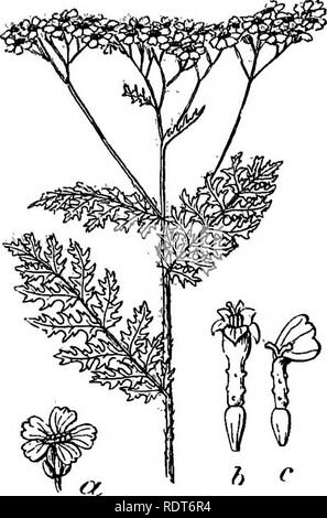 . Die Indiana weed Buch. Unkraut. Unkraut OP das THISTLE FAMILIE. 179. Abb. 137. Blühenden Zweig mit Kopf; a, Kopf 6, disk-Blüte; c, Ray-Blume. (Nach Watson.) feuchte Flecken an den Rändern der Teiche oder Seen. Der Geruch ist kräftig und den Geschmack scharf und bitter. Wenn Sie durch eows es seinen Geschmack und Geruch zu Milch und Butter vermittelt gegessen. Oft lästigen in Wiesen aber leicht durch Ziehen zerstört, wiederholtes mähen, während in der Blüte oder Thor ough-Anbau. In der Medizin wird es als Stim-ulant und Stärkungsmittel, besonders für blad-der Probleme verwendet. Der Name Achillea sagte ist die Gattung gegeben zu haben, weil Achi Stockfoto