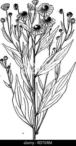 . Die Indiana weed Buch. Unkraut. Unkraut OP das THISTLE FAMILIE. 175 erwähnt auf der vorherigen Seite. Diese beiden Arten sind bekannt für ihre gelben Strahl - Blumen, die im August decken oft Morgen niedrig - landet mit einer Flut von Golden Glory, sind aber im November gelang es durch Myriaden von der 2-zinkige Samen, die Kupplung die Kleidung der Jäger für eine freie Fahrt zu neuen Ufern. Abhilfe: mähen - Fore werden die Blüten öffnen; Entwässerung und gründliche Pflege. Sneezeweed. Sumpf Sonnenblume. (S. 141. AUTUMNAI HELENir. M. E L. N. 2.) Stammzellen eher Stout, fast glatt, schmal geflügelt, viel über verzweigte, 1-4 Füße h Stockfoto
