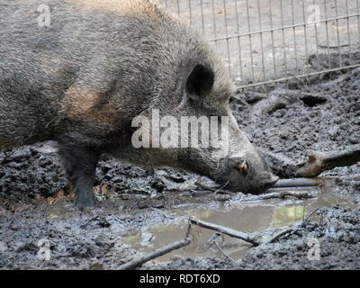 Wildschwein Stockfoto