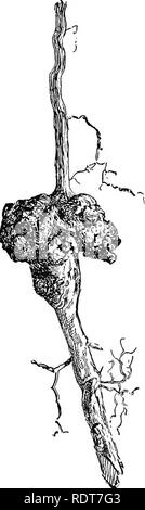 . Die Grundsätze der Obstbau. Obst - Kultur. Boot Probleme 351er diese nicht in der Saison entdecken. Der verschiedenen Schutzsysteme wäscht die Ad-Stadtentwicklungsstrategie nun jedoch für das Halten der Maiszünsler aus der Bäume sind von sehr zweifelhaften Effizienz. Die Wurzeln der Obstbäume und brambles sind sehr wahrscheinlich mit große Knolle betroffen - wie Schwellungen oder Galle, der Gegenstand einer viel Unbehagen in verschiedenen Teilen des Landes wurden. Eine davon ist in Abb. 1 gezeigt. 64. So weit bekannt, diese Galle sind nicht Conta-gious, und die Menge an Schaden, sie hat wahrscheinlich übertrieben worden. Die Root-knot, der so Stockfoto