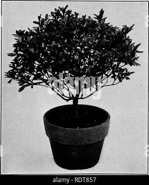 . Die Milady Zimmerpflanzen, die komplette Ausbilder und Führer zum Erfolg mit Blumen und Pflanzen im Haus, darunter ein bemerkenswertes Kapitel über die ideale Sun Parlor. Haus pflanzen. Haus Pflanzen draußen im Sommer 113 die Bole und Topfpflanzen auf reguläre Art. Manchmal, wenn die Pflanzen sind in einem sehr schlechten Zustand in dieser Hinsicht das Beste, was zu tun ist, jedes Bit von Boden bis auf die Wurzel mit einem Stream aus dem Schlauch und sehr sorgfältig zu waschen Sie Umtopfen, die Verteilung der Wurzeln durch den größten Teil der Erde, anstatt sie zu bündeln. Diese Azalee ist seit mehreren Jahren in einem gewöhnlichen Garten in den gewachsenen Stockfoto