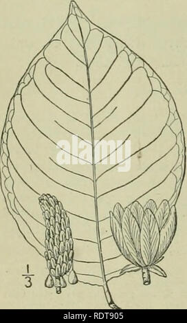 . Eine Illustrierte Flora von der nördlichen USA, Kanada und die britischen Besitzungen: von Neufundland zu den Parallelen der südlichen Grenze von Virginia und vom Atlantik westwärts nach dem 102 Meridian. Botanik. MAGNOLIACEAE. 3. Magnolia tripetala L. Regenschirm - oder Cucum-ber-Baum. Lyck - Holz. Abb. 1847. Magnolia trifetala L. Sp. PI. Ed. 2, 756. 1763. Magnolia virginiana var. tripetala L. Sp. PI. 536. 1753. Magnolia Regenschirm Lam. Encycl. 3; 673. 1789. A. Baum 20°-45° hoch, trunk 4-18' im Durchmesser. Blattknospen kahl; Blätter clustered auf den Gipfeln der blühenden Zweigen, i°- Stockfoto