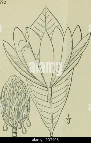 . Eine Illustrierte Flora von der nördlichen USA, Kanada und die britischen Besitzungen: von Neufundland zu den Parallelen der südlichen Grenze von Virginia und vom Atlantik westwärts nach dem 102 Meridian. Botanik. MAGNOLIACEAE. 3. Magnolia tripetala L. Regenschirm - oder Cucum-ber-Baum. Lyck - Holz. Abb. 1847. Magnolia trifetala L. Sp. PI. Ed. 2, 756. 1763. Magnolia virginiana var. tripetala L. Sp. PI. 536. 1753. Magnolia Regenschirm Lam. Encycl. 3; 673. 1789. A. Baum 20°-45° hoch, trunk 4-18' im Durchmesser. Blattknospen kahl; Blätter clustered auf den Gipfeln der blühenden Zweigen, i°- Stockfoto