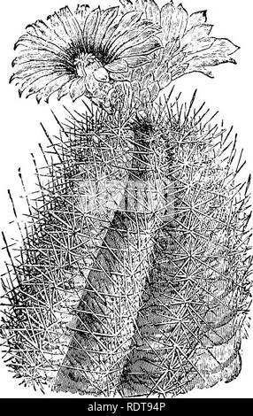 . Cactaceous Pflanzen: ihre Geschichte und Kultur. Kaktus. 34 CACTACEOUS PFLANZEN. Die Wedel in einigen Arten von Cibotinm, In die Eba Museum sind gute Exemplare des Stoffes. Kulturpflanzen sind 8 bis 10 cm hoch, der kugelförmige Form, mit Zwanzig bis einundzwanzig Kanten 1 bis IJ Zoll Tiefe, spiralförmig angeordneten. Die Cluster von Stacheln sind eine halbe Zoll auseinander, und zwölf bis vierzehn grau Stacheln 1 Zoll lange enthalten. B. LONGIHAMATTJS, Galeotii.- Eemarkable für die Länge der Stacheln, die es eine sehr seltsame Aussehen zu geben. Interessant ist es auch für einen Charakter, der kann wahrscheinlich haben einige Lager auf der Stockfoto