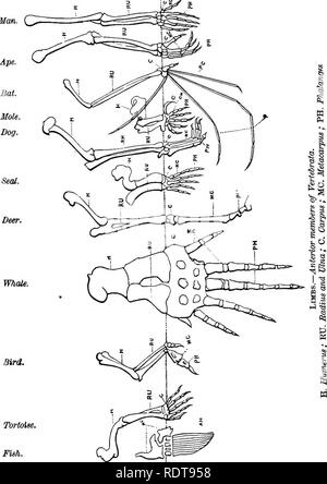 . 14 Wochen in der Zoologie. Zoologie. 200 SUBKINGDOM VERTEBBATA. Beide Winkel auf die gleiche Weise geleitet, die Knochen zusammen geschlossen und das Tier fallen. Dass es eine doppelte Antagonismus und eine niedrigere Abb. 3 US. Man. (^^. Gegen einen oberen, der Winkel, der durch den Oberarm und Unterarm frühzeitiger, die von Femur und Bein gebildet; aber jeder. Bitte beachten Sie, dass diese Bilder sind von der gescannten Seite Bilder, die digital für die Lesbarkeit verbessert haben mögen - Färbung und Aussehen dieser Abbildungen können nicht perfekt dem Original ähneln. extrahiert. Steele, Joel Dorman, 1836 - Stockfoto