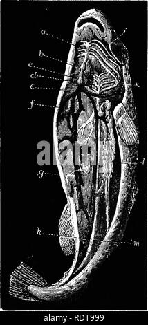 . 14 Wochen in der Zoologie. Zoologie. 184 SUBKINGDOM VERTBBEATA. Mg. SIS. Klasse V. FISCHE. Allgemeine Merkmale. - Fische Rang niedrigste unter Tertebrates. Ihre Körper eine horizontale Position, ohne Kraft besetzen auch der Erhöhung der Kopf unabhängig. Ihre Sinne sind stumpf. Ihre Augen sind groß, aber Sie haben in der Regel keine Bewegung. Die externen Ohren sind möchten - ing. Sie Fortschritte vor allem durch horizontale Bewegungen der vertikalen Schwanz, im Gegensatz zu den vertikalen Bewegungen der Horizont-tal Schwanz der Säugetiere - Habiting das Wasser. Die beiden Paare der Flossen, unterhalb, entsprechend der Fou Stockfoto