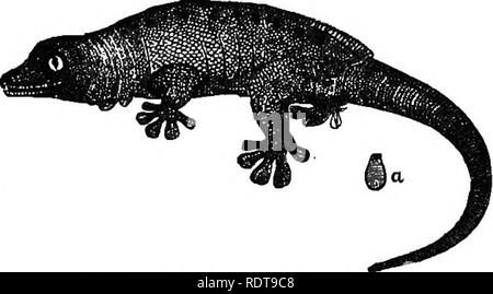 . 14 Wochen in der Zoologie. Zoologie. Klasse REPTILIA: BESTELLEN OPHIDIA. 173 Wände und laufen entlang^^^^â decken, mit dem Rücken nach unten. Ameividse. âThe Echsen der Neuen Welt sind klein und nützlich als Zerstörer von schädlichen Insekten. Scincidae. âThe Glas Schlange des Mis-sissippi Tal ist einer der abartigen zu dieser Zugehörigkeit. Platyclaetphis seychellensls, Gecko. }.. Bitte beachten Sie, dass diese Bilder sind von der gescannten Seite Bilder, die digital für die Lesbarkeit verbessert haben mögen - Färbung und Aussehen dieser Abbildungen können nicht perfekt dem Original ähneln. extrahiert. Stee Stockfoto