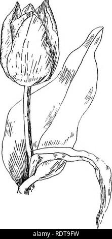 . Die Lampe Buch; oder, Bauchigen und knötchenförmige Anlagen für die Open Air, Herd, und Gewächshaus, mit Angaben wie Beschreibungen, Kultur, Vermehrung, etc., von Pflanzen aus allen Teilen der Welt, die Blumenzwiebeln, Knollen oder Rhizomen (Orchideen ausgeschlossen). Die Glühbirnen (Pflanzen). Die Lampe BUCH TULIPA TULIPA gewellten Blättern und leuchtend gelbe Blüten mit orange-rot {Bot. Mag. t. 7253). T. Borszczowi (ausgesprochen "Bor - shovi"). - ein Eingeborener von Zentralasien, ca. 1 m hoch, mit schönen Blumen bemerkenswert für die drei inneren Blütenblätter einer hellen Goldgelb auf beiden Seiten, während die Stockfoto
