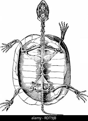 Skelett von einem Unechten Karettschildkröte (Caretta Caretta