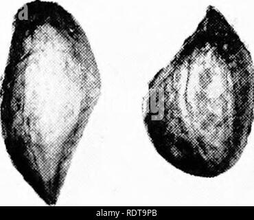 . Die Erdnuss, die unvorhersehbaren Hülsenfrucht; ein Symposium. Erdnüsse; Erdnüsse. 286 DIE ERDNUSS - DIE UNVORHERSEHBAREN HÜLSENFRUCHT nite Vergilben. Mit diesem Vergilbung der mizellaren mat in der Regel gefunden werden - die Keimblätter aber manchmal diese Matte tween gefunden wird vor Verfärbung der Kotyledonen erkennbar ist. Wie die Krankheit fortschreitet, die Mizellaren matte und Keimblätter dunkler und schließlich die gesamte Saatgut wird schwarz oder dunkel Lila. Der Zerfall kann schrittweise deutlich von der Außenseite des Samen geworden, so dass die samenschale runzelig wird, wird seine Farbe verblasst, der Same scheint ölig, und fühlt sich weich (48, 162). E Stockfoto