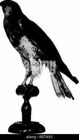 . Vögel von New York. Vögel. Vögel VON NEW YORK 85 eine erhabene Barsch es weniger häufig beobachtet ist auf toten Baum sitzt - Tops und Stubs in die offene, oder auf den hoch aufragenden Hügel. In der Brutzeit es pro-haps Unsere lautesten Hawk, seine oft wiederholten schreien oft jeden Tag aus der Umgebung der Nistplatz kommt. Das Nest ist ein sperriges Struktur meist aus Stöcken und in die Gabelung eines hohen Baum gesetzt, eine Ulme, Birke, Ahorn, Black Cherry oder Buche häufig gewählt wird, selten eine immer grün. Die Eier sind von 3 bis 5 an der Zahl, schmuddelig, weißen oder blau-weißer Farbe, unregelmäßig und Usu-ally Ratte Stockfoto
