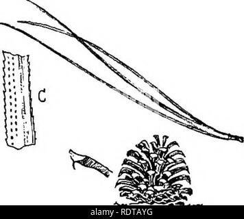 . Bekannte Bäume und ihre Blätter. Bäume. Die Kiefer. 2 G 3. B nördlichen Pitch Pine. Nadeln bei A, Kegel und priclcled Skala bei B, mag'nilied Nadel in C. scragged Niederlassungen und grob-skaliert, dunkel, braun-grauer Rinde. Das Holz ist hart, pitchy, und keinen Wert, außer für Kraftstoff. Meine Zeichnung des vergrößerten Nadel wird etwas von der rauhen char-acter, die jedes Detail der Baum Markierungen zeigen. Die Kante der Nadel ist Zahnriemen hke eine Säge, aber die Oberfläche ist daintily gekennzeichnet - durch Reihen von feinen weißen Punkten. Manchmal Rauhigkeit der Natur unter dem Mikroskop löst sich in extreme dehcacy. Die ISTorthe Stockfoto