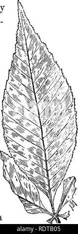 . Bekannte Bäume und ihre Blätter. Bäume. Das PFERD - Kastanien oder roßkastanien. 253 Buckeye. ^ sculus glabra. die Aufmerksamkeit derjenigen, die Freude an der "ästhetischen" Farbe. Ohio oder Fetid der Ohio oder Fetid Buckeye ist ein kleiner Baum von 20 bis 35 (selten ist es YO) Füße hoch, dessen grauer Rinde hat ein dis - angenehme, rang Geruch. Das Blatt besteht aus fünf, manchmal sieben, Lang, eiförmig Flugblätter, die nicht breit und abrupt wies wie jene des Pferdes - Brust - Mutter. Ihre Kanten sind eher un- ebenso fein gezahnt. Die Blüten sind klein, nicht protzig, und leichte yel-low grün. Die Frucht, die über ist Stockfoto