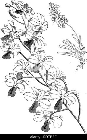 . Die Orchidee - Handbuch des Erzeugers, mit Beschreibungen der besten Arten und Sorten von knabenkrautgewächse in Anbau... Orchideen. VANDA COERULESCENS. Bitte beachten Sie, dass diese Bilder sind von der gescannten Seite Bilder, die digital für die Lesbarkeit verbessert haben mögen - Färbung und Aussehen dieser Abbildungen können nicht perfekt dem Original ähneln. extrahiert. Williams, Benjamin Samuel, 1822-1890; Williams, Henry. London, Victoria und Paradies Baumschulen Stockfoto