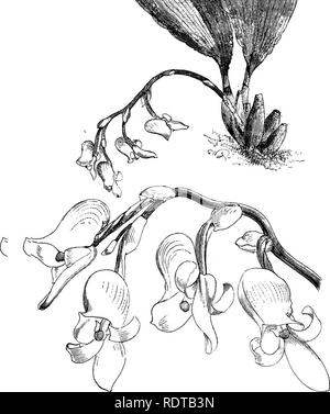 . Die Orchidee - Handbuch des Erzeugers, mit Beschreibungen der besten Arten und Sorten von knabenkrautgewächse in Anbau... Orchideen. SCHLIMIA TRIFIDA. (Aus dem Gärtner Chronik.). Bitte beachten Sie, dass diese Bilder sind von der gescannten Seite Bilder, die digital für die Lesbarkeit verbessert haben mögen - Färbung und Aussehen dieser Abbildungen können nicht perfekt dem Original ähneln. extrahiert. Williams, Benjamin Samuel, 1822-1890; Williams, Henry. London, Victoria und Paradies Baumschulen Stockfoto