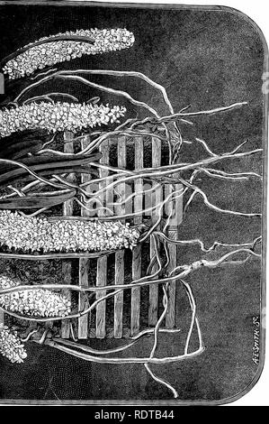 . Die Orchidee - Handbuch des Erzeugers, mit Beschreibungen der besten Arten und Sorten von knabenkrautgewächse in Anbau... Orchideen. LU. Ich; 5 ^D^- ICH:,, CQ^2 i; -&gt;^-CQ^ &Lt;1-o b; C 3 + - - O f3&lt; D. Bitte beachten Sie, dass diese Bilder sind von der gescannten Seite Bilder, die digital für die Lesbarkeit verbessert haben mögen - Färbung und Aussehen dieser Abbildungen können nicht perfekt dem Original ähneln. extrahiert. Williams, Benjamin Samuel, 1822-1890; Williams, Henry. London, Victoria und Paradies Baumschulen Stockfoto