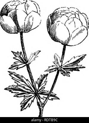 . Mein Garten, seinen Plan und Kultur zusammen mit einer allgemeinen Beschreibung der Geologie, Botanik und Naturgeschichte. Im Garten arbeiten. Abb. 735.- Adenia Chamsebuxus. Abb. 740.- Linum flavum. Abb. 741.-Solidago cambrica. Die gelbe Flachs {Linnvi Flavum, Abb. 740), mit leuchtend gelben Blüten, ist eine schöne Anlage aus Österreich, die sich leicht in geschützten Stellen angebaut werden kann. Die Waliser Golden Rod {Solidago cambrica, Abb. 741) ist es, die Arten der Gattung am besten für die alpineries angepasst und hat leuchtend gelben Blüten. Die trollius europccus (Abb. 742) hat eine sehr schöne. Bitte beachten Sie, dass diese Bilder extrac sind Stockfoto