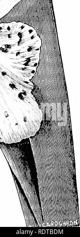 . Die Orchidee - Handbuch des Erzeugers, mit Beschreibungen der besten Arten und Sorten von knabenkrautgewächse in Anbau... Orchideen. % Ln ^&gt;('/r I' ODONTOGLOSSUM PLATYCHEILUM. (Aus dem Gcirilfiierx Chnmide.). slifihtlv comi.Edrückt; Blätter solitären, länglich-Lanzettlichen, ungefähr 9 ine: ". s Lunge 1 Zoll breit; Fl.^ wcrs U-bis 2 Zoll m Durchmesser; sejials und Blütenblätter weiß, liavniL. Bitte beachten Sie, dass diese Bilder aus gescannten Seite Bilder, die digital für die Lesbarkeit verbessert haben mögen - Färbung und Aussehen dieser Abbildungen können nicht genau mit dem beschäftigungsprojekt ähneln extrahiert werden Stockfoto