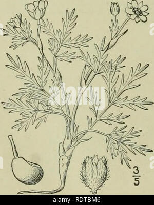 . Eine Illustrierte Flora von der nördlichen USA, Kanada und die britischen Besitzungen: von Neufundland zu den Parallelen der südlichen Grenze von Virginia und vom Atlantik westwärts nach dem 102 Meridian. Botanik. 19. Potentilla multifida L. Cut-leaved Cinquefoil. Abb. 2245. Potentilla multifida L. Sp. PI. 496. 1753. Mehrjährig, Stängel mehrere oder viele von der caudex, niedrig, asceding oder Verbreitung, appressed - seidig. Nebenblätter groß, lanzettlich, zugespitzt, scarious, Braun; verlassen? Pinnately S-g-foliolate, gräulich-Tomentose unter, glabrate oben; Blättchen fein bis in die Nähe der Mitte unterteilt Stockfoto