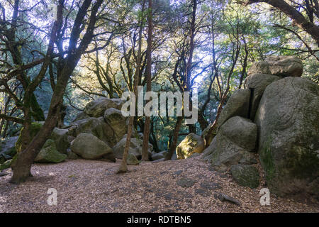 Schattigen Wald an einem sonnigen Morgen, Licht, das durch den Wald, Castle Rock State Park, Santa Cruz Mountains, San Francisco Bay Area, Kalifornien Stockfoto