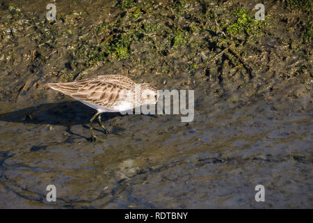 Mindestens sandpiper (Calidris minutilla) Nahrungssuche in die schlammige Sümpfe von Alviso, San Jose, San Francisco Bay, Kalifornien Stockfoto