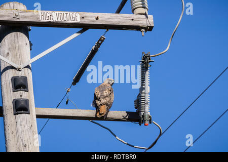 Red-tailed Hawk (Buteo Jamaicensis) auf hölzernen Strommast über seine Schulter gehockt, San Francisco Bay, Kalifornien Stockfoto