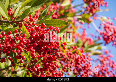 Leuchtend rote Toyon (heteromeles) Beeren, San Francisco Bay Area, Kalifornien Stockfoto