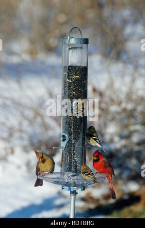 00585-02818 Nördlichen Kardinäle männlichen & weiblichen & American Goldfinches bei Sonnenblumen tube Feeder im Winter Marion Co.IL Stockfoto