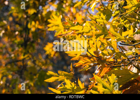 Nahaufnahme der buntes Laub eines westlichen Platane (Platanus Racemosa) Baum, Bergahorn Grove Park, Livermore, Kalifornien Stockfoto