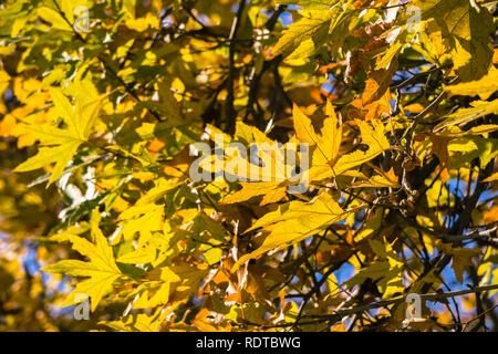 Nahaufnahme der buntes Laub eines westlichen Platane (Platanus Racemosa) Baum, Bergahorn Grove Park, Livermore, Kalifornien Stockfoto