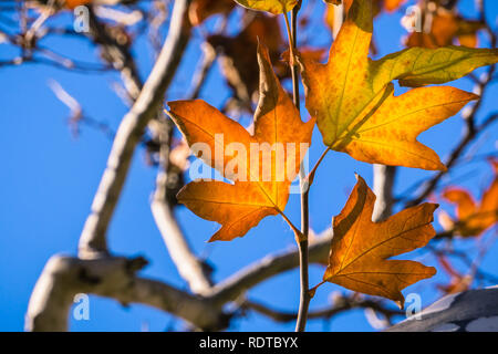 Nahaufnahme des Westlichen Platane (Platanus racemosa) Baum Blätter auf einem blauen Himmel Hintergrund, Kalifornien Stockfoto