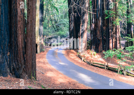 Schmale Straße gehen durch einen Redwood (Sequoia sempervirens) Wald, Big Basin State Park, Santa Cruz Mountains, San Francisco Bay Area, Kalifornien Stockfoto