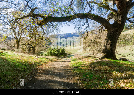 Wanderweg in Sunol regionale Wildnis, San Francisco Bay Area, Kalifornien Stockfoto