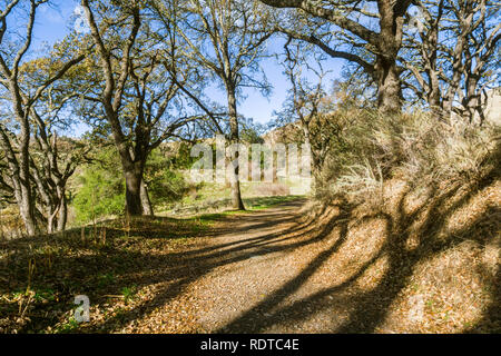 Wanderweg in Sunol regionale Wildnis, San Francisco Bay Area, Kalifornien Stockfoto