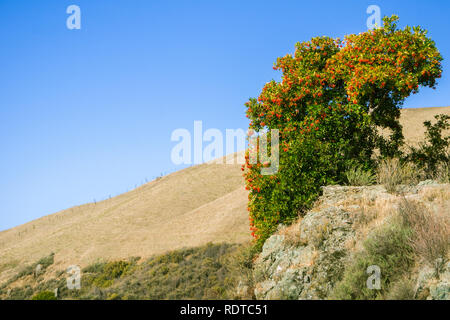 Toyon (heteromeles) Strauch voll von roten Beeren, Sunol regionale Wildnis, San Francisco Bay Area, Kalifornien Stockfoto