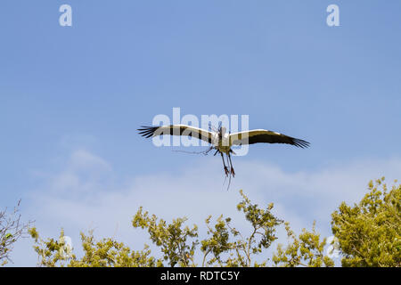 00713-00405 Holz Stork (Mycteria americana) im Flug, tragen Nestmaterial, St Augustine, FL Stockfoto