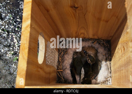 00715-01619 Holz Ente (Aix sponsa) Weibliche bebrüten die Eier im Nest Box Marion Co.IL Stockfoto