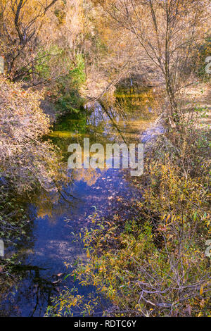 Gefallenen westlichen Maulbeerfeigenbaum Blätter für die Oberfläche eines Nebenflusses in Sunol regionale Wildnis, San Francisco Bay Area, Kalifornien Stockfoto