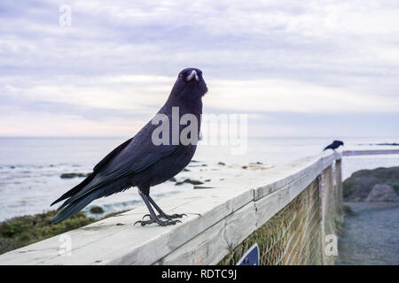 In der Nähe von American Crow sitzen auf einem hölzernen Einfassung; Pazifik Küste im Hintergrund; San Simeon, Kalifornien Stockfoto