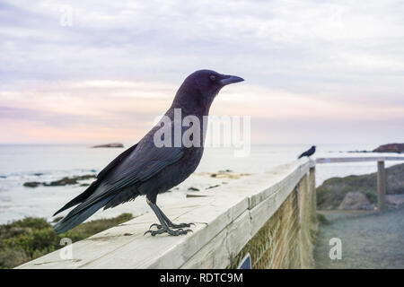 In der Nähe von American Crow sitzen auf einem hölzernen Einfassung; Pazifik Küste im Hintergrund; San Simeon, Kalifornien Stockfoto