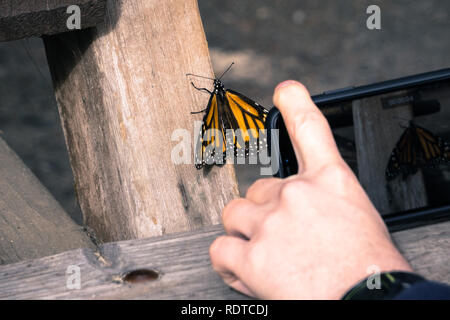 Nicht identifizierte Person, ein Foto von einem Monarch Butterfly ruht auf einem hölzernen Pfosten; Pismo Beach Monarch Butterfly Sanctuary, Kalifornien Stockfoto